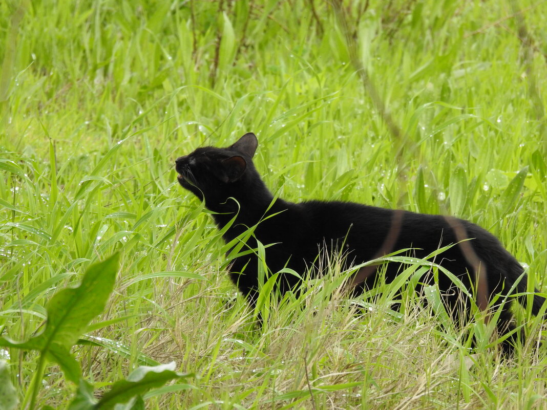Кошка ,которая гуляет сама по себе ..(встреча в лесу) - Гала 