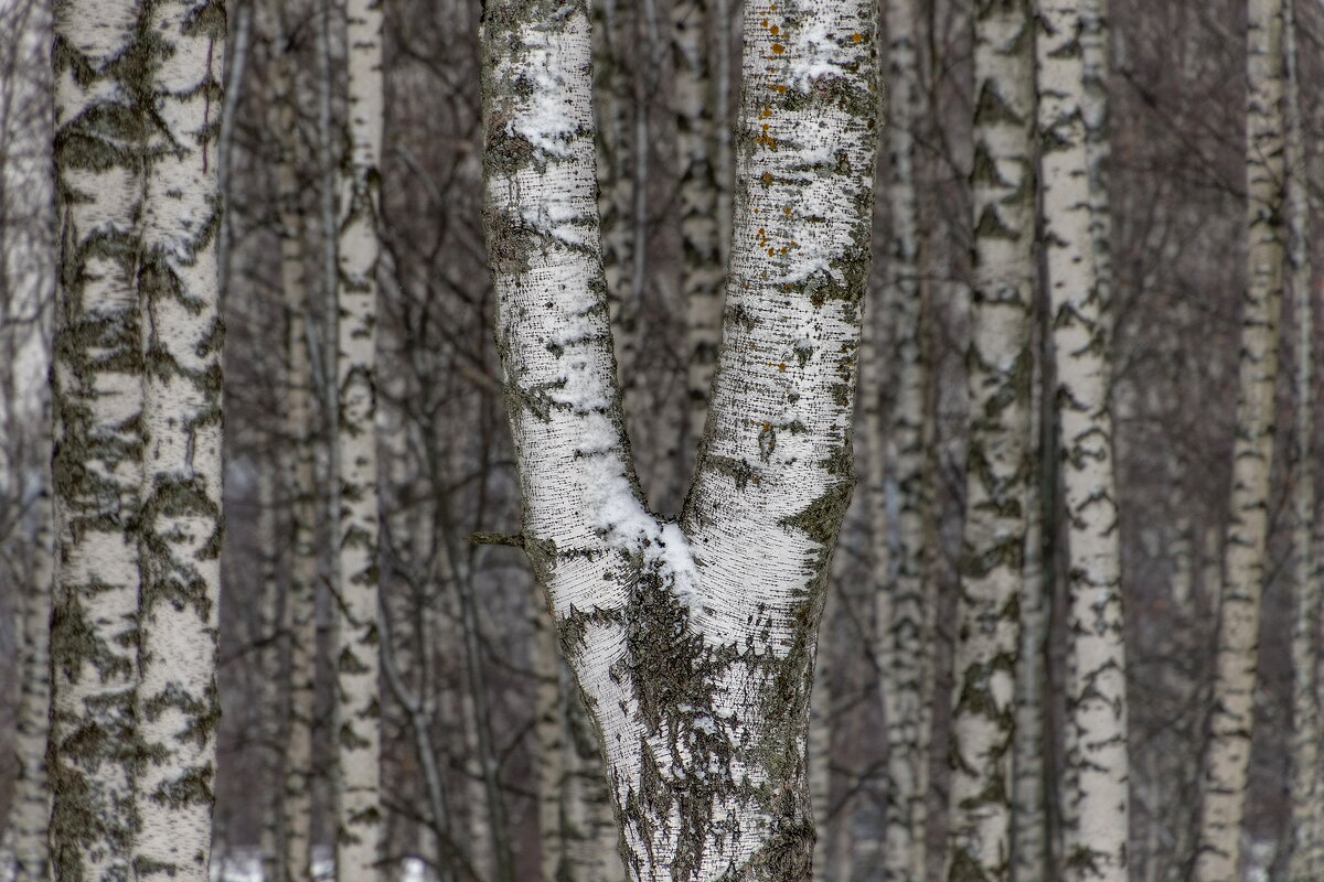 Рогатка. - Анатолий. Chesnavik.