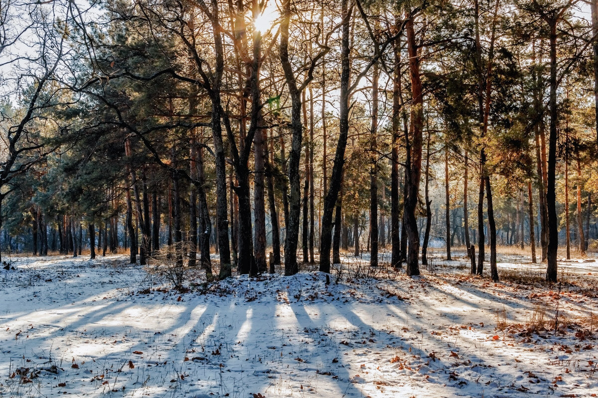 Зимним утром в лесу - Юрий Стародубцев