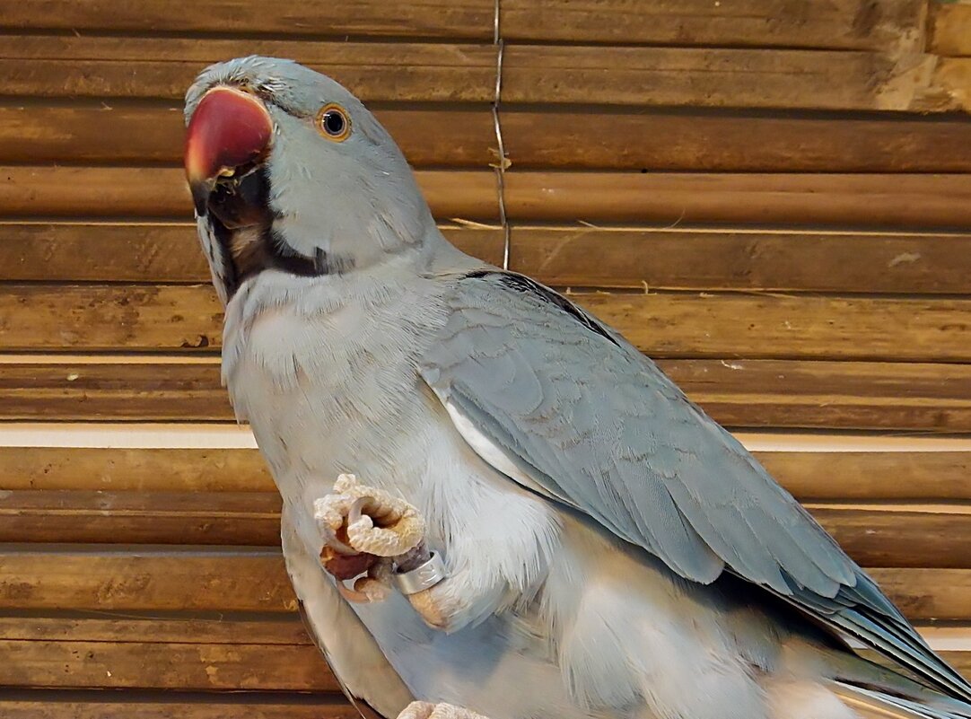 Ожереловый попугай - Ольга И