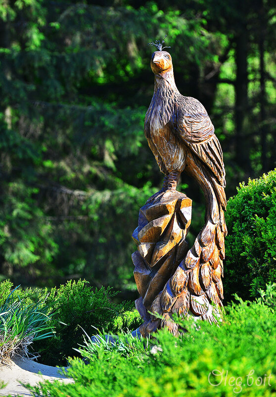 Жар-птица из старого дерева в ботаническом саду - Тамара Бедай 