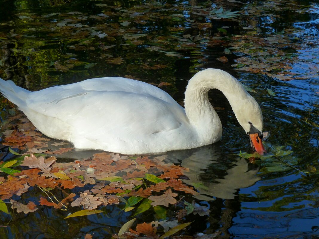 Белый лебедь на пруду с ковром осенних листьев... - Лидия Бараблина