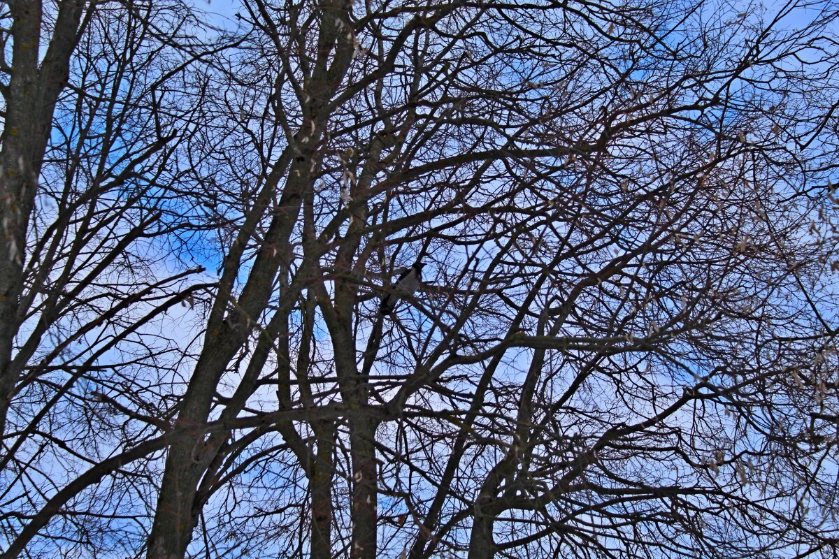 Птица на дереве - Татьяна Са