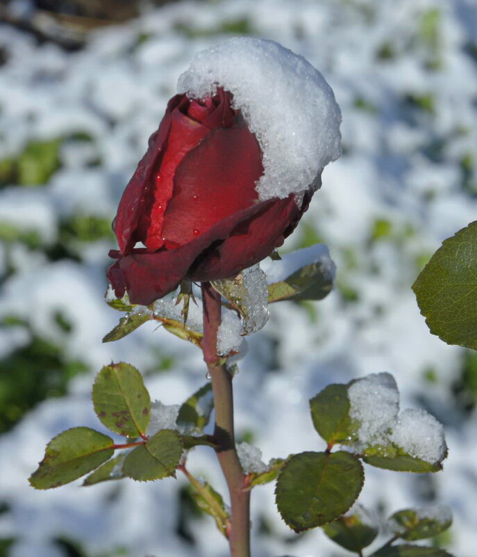 Роза в снегу. - сергей 