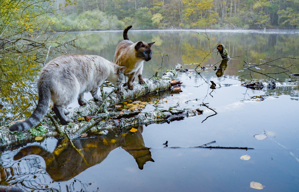 Коты на озере - Lyudmyla Pokryshen