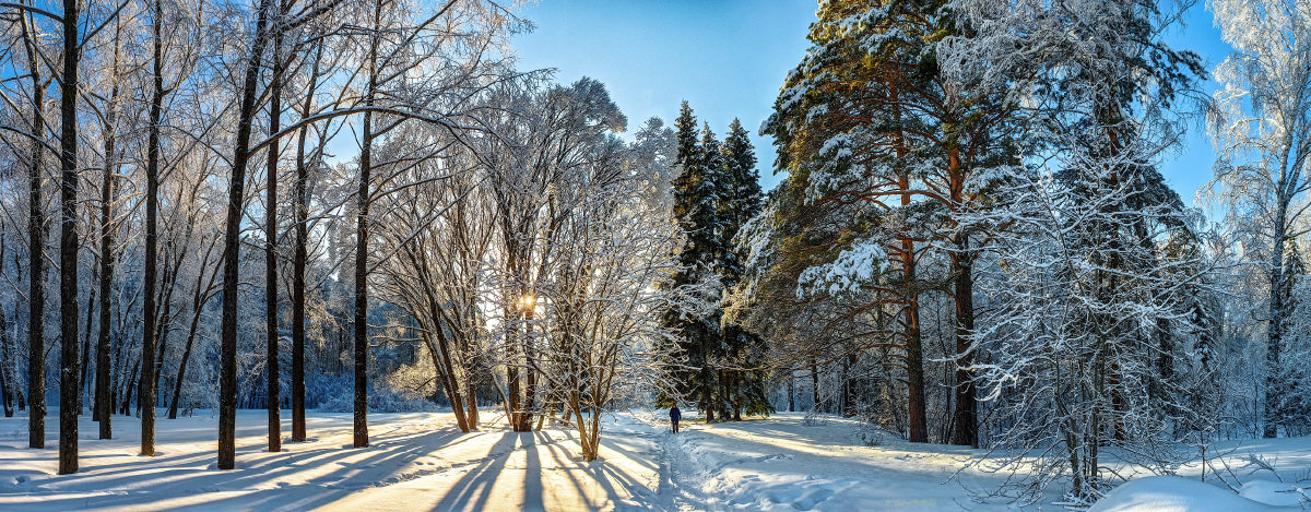 Зимняя прогулка в дендропарке Ботанического сада. - Vadim Piottukh 