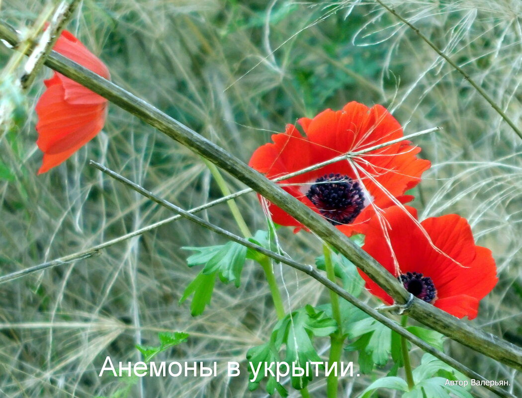 Анемоны. - Валерьян Запорожченко