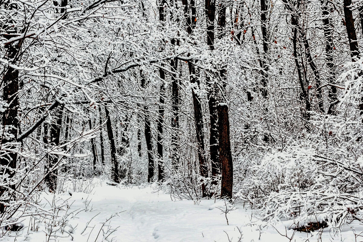 Зимнее утро в лесу - Юрий Стародубцев