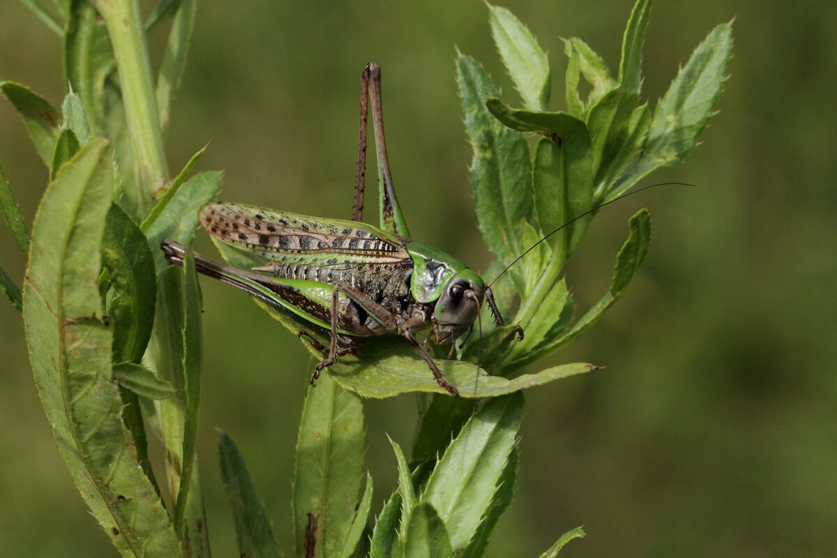 Кузнечик серый (Decticus verrucivorus (Linnaeus, 1758)) - Павел Морозов