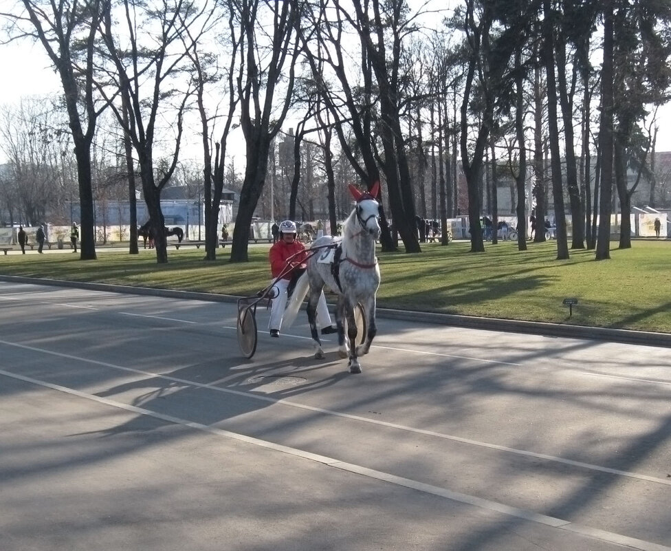 Городские бега орловский рысаков - Татьяна Иванова