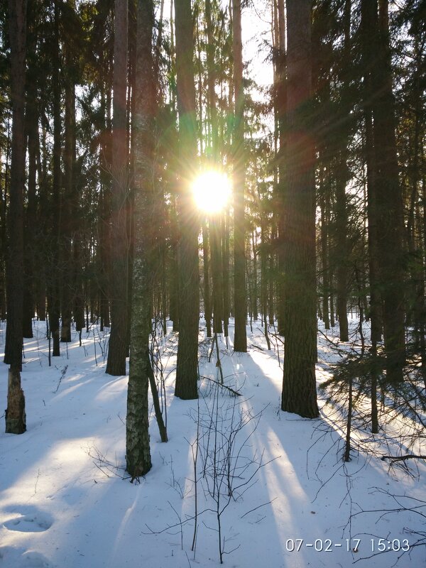 Утро в лесу - Виталий Ветров