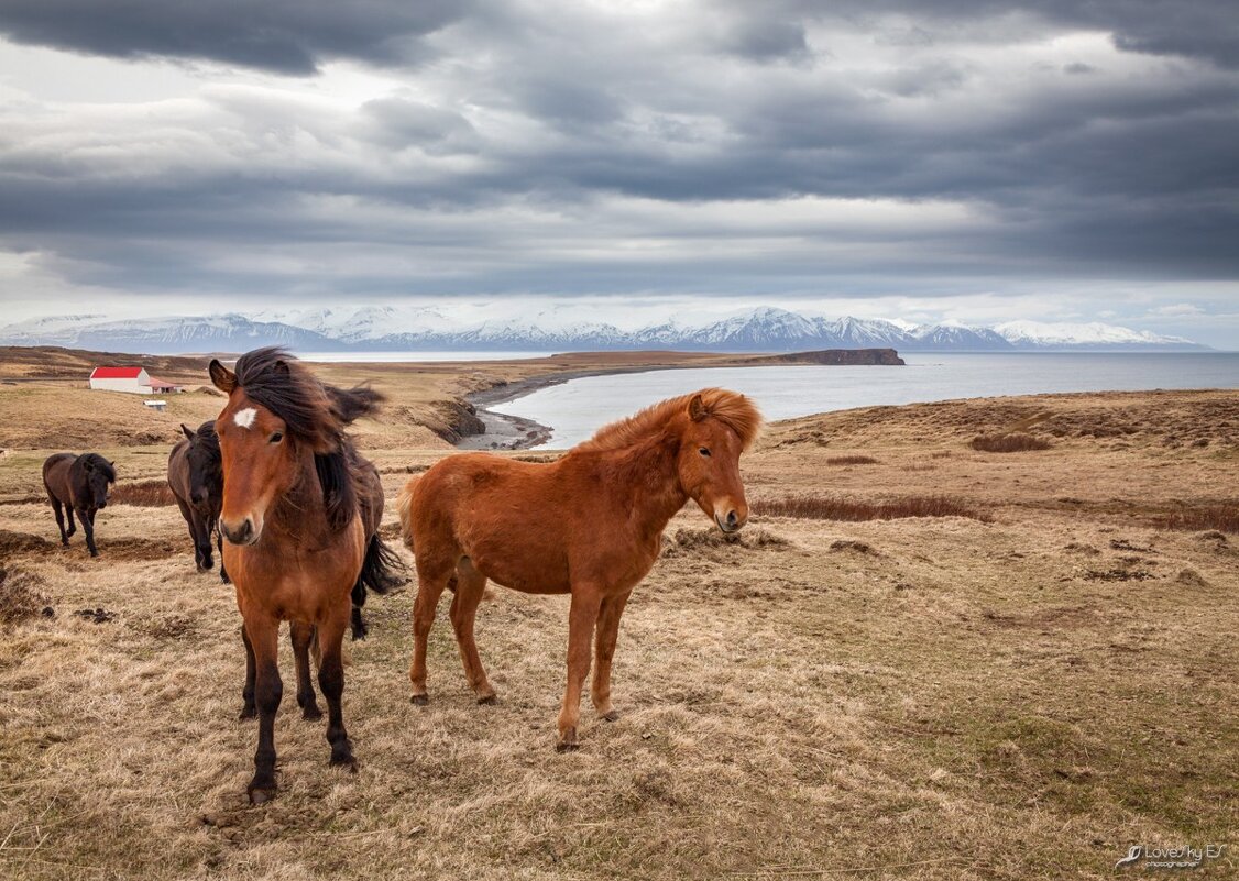 Исландские лошадки - LoveSkyES (Лавская Елена)