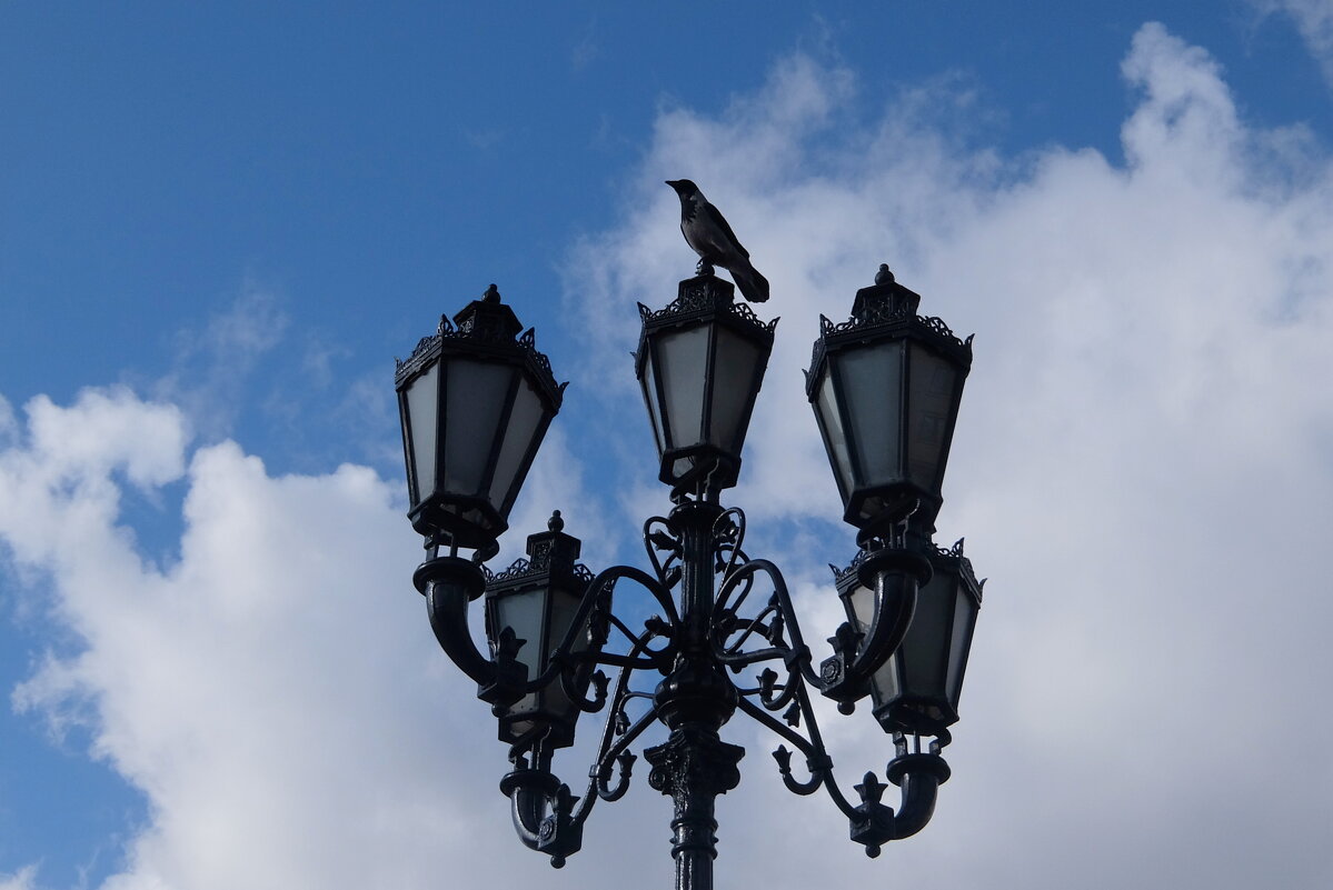 Ворона села на фонарь и стала памятником Птице. - Люба 