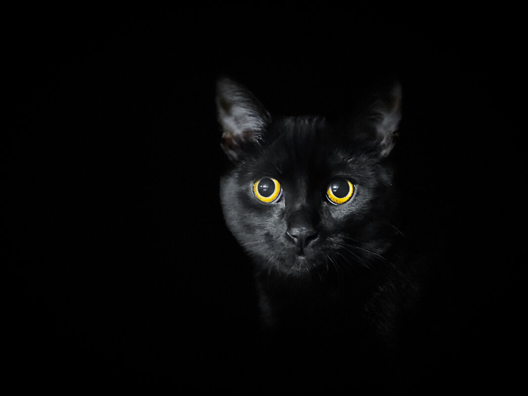Черная кошка в черной комнате - Lyudmyla Pokryshen