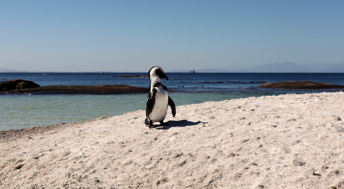 Пингвин в Кейптауне - Зуев Геннадий 
