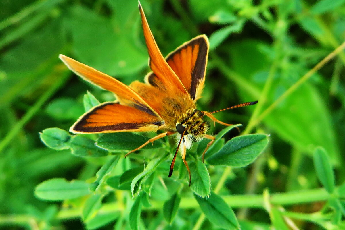 Thymelicus lineola