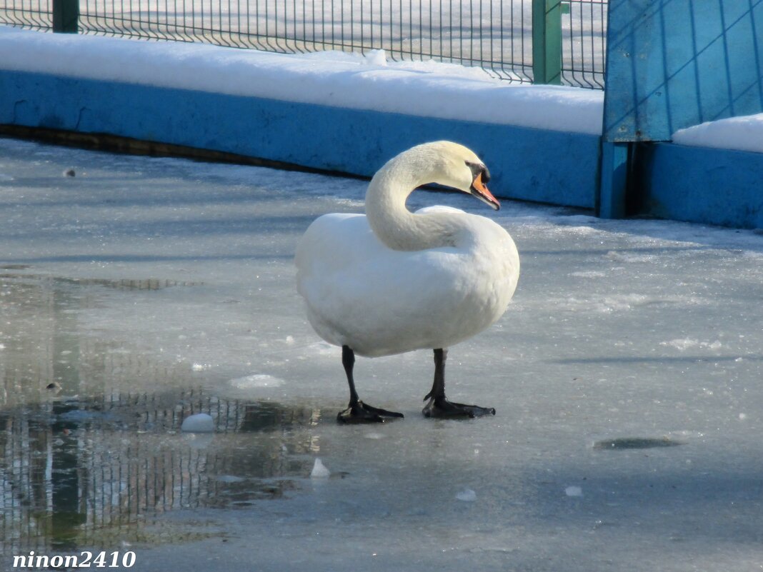 На птичьей площадке в городском парке - Нина Бутко