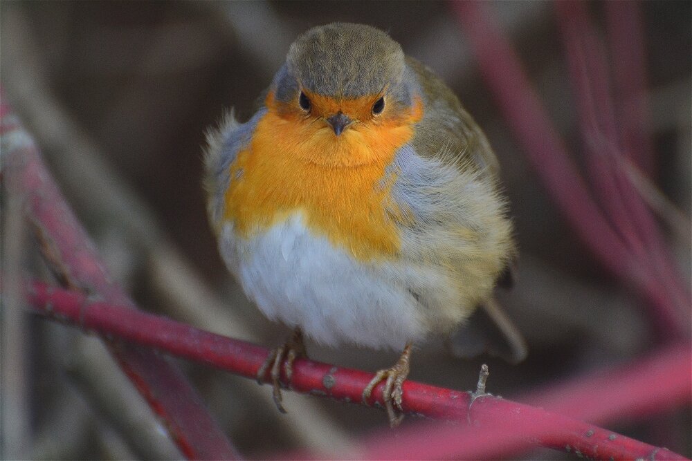 Зарянка (Erithacus rubecula) - Иван 