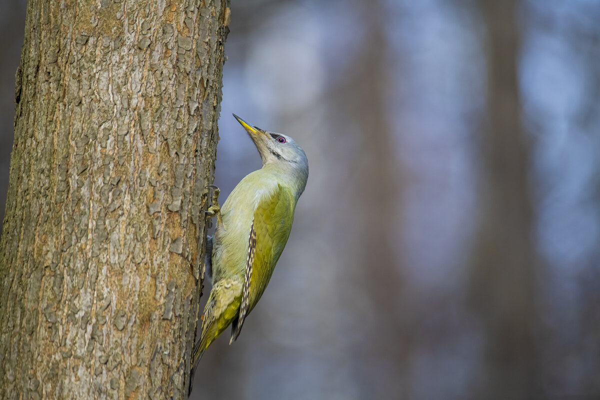 Дятел седой, или седоголовый. (Picus canus). - Валерий Шурмиль