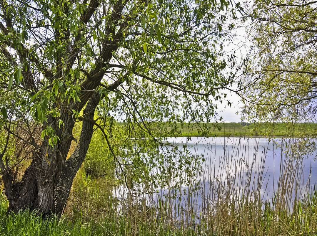 Яркая зелень мая - Ольга Винницкая (Olenka)