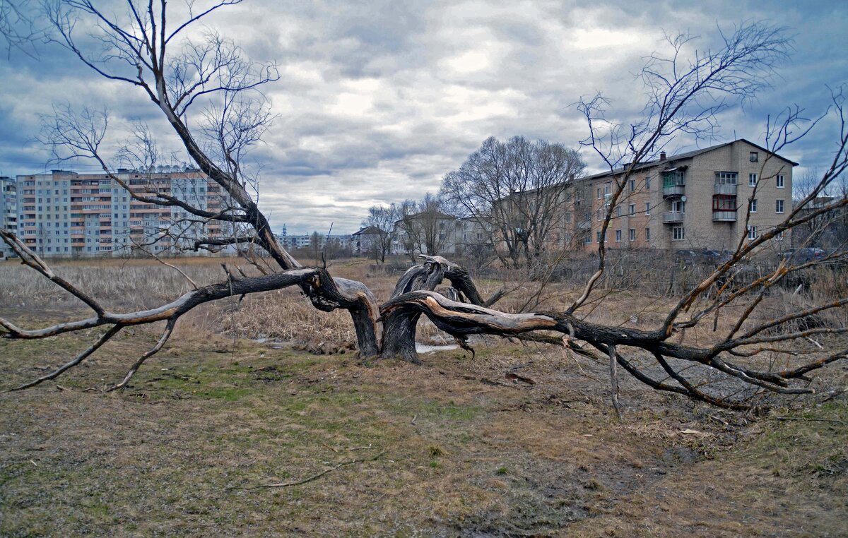 Старое дерево - Нина Синица
