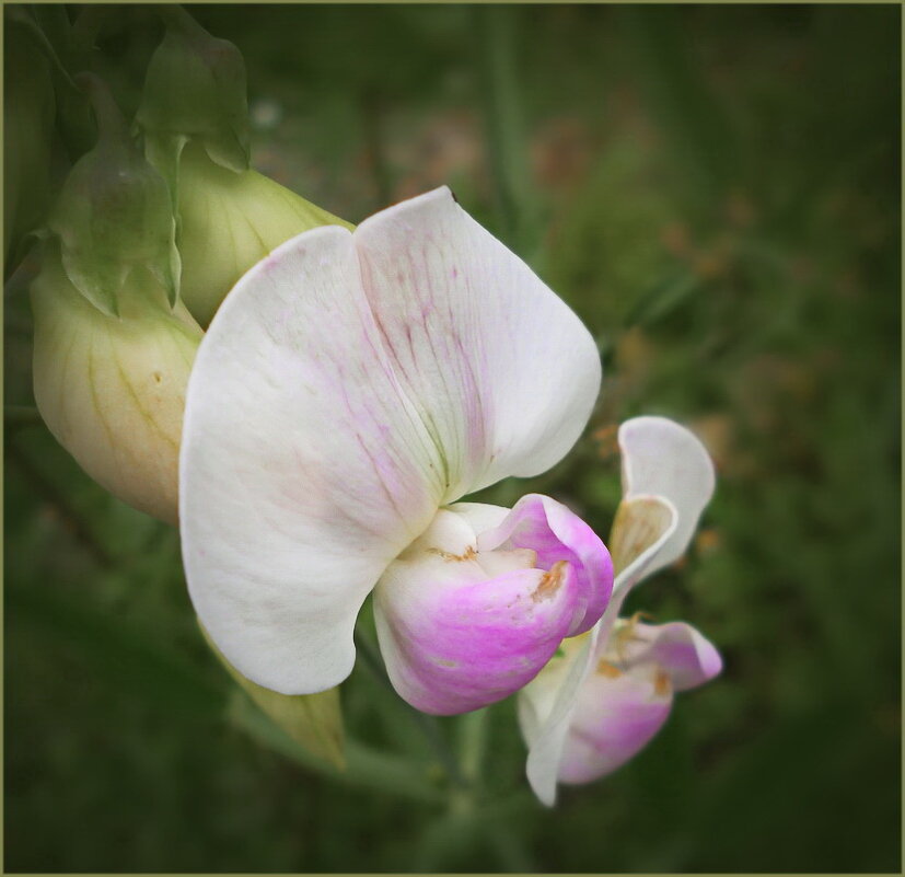 Чина душистая Lathyrus odomtus - dana smirnova