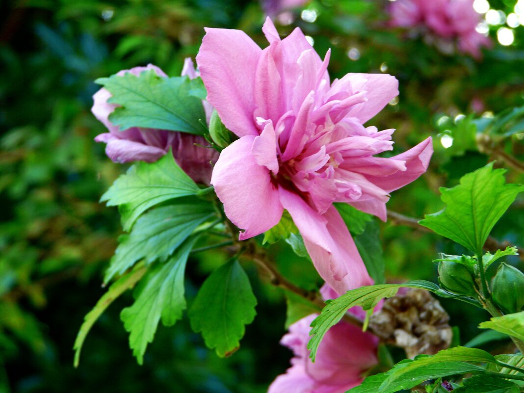 Розовый цветок - Наталья Цыганова 