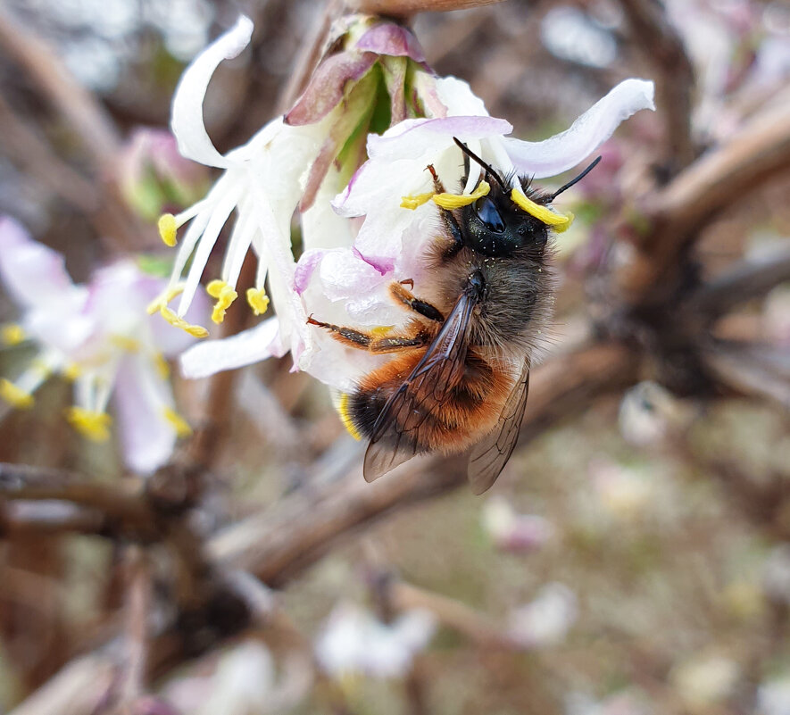 Мартовская пчела - Нина Сигаева