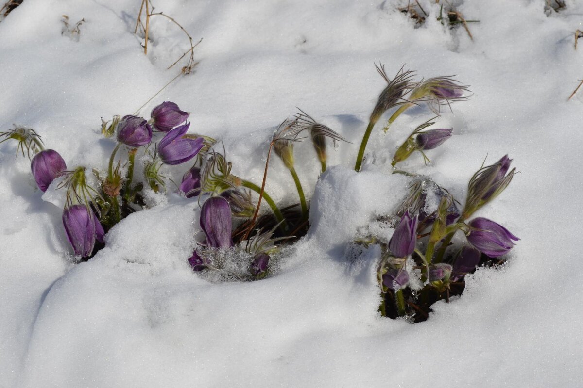 Милая, уже весна пришла... Цветы Сары Арки в снегу... - Андрей Хлопонин