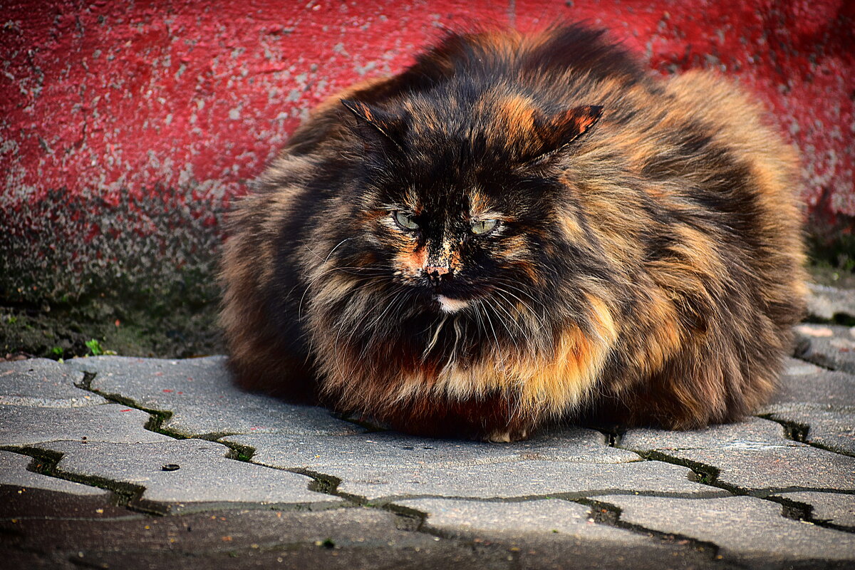 Кот Белицкий - Сергей Землянский