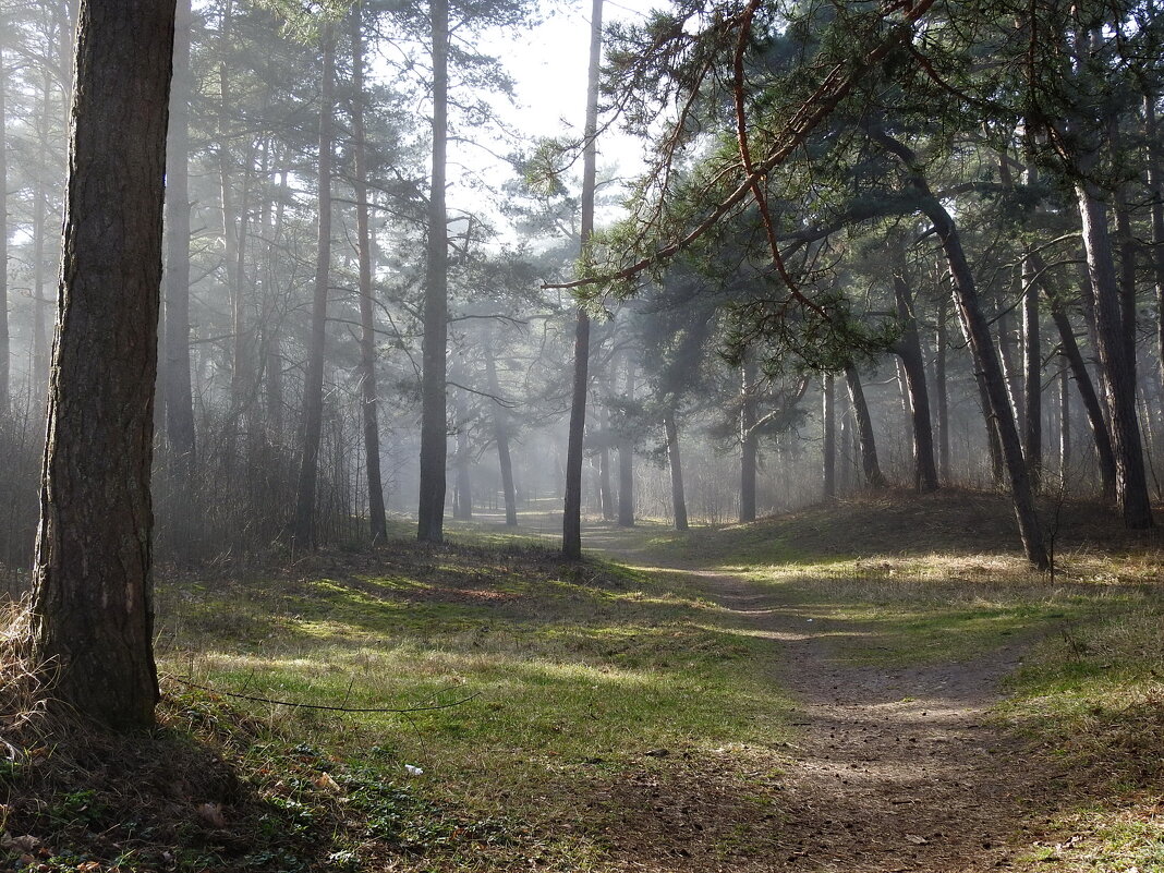 туман в лесу - ИННА ПОРОХОВА