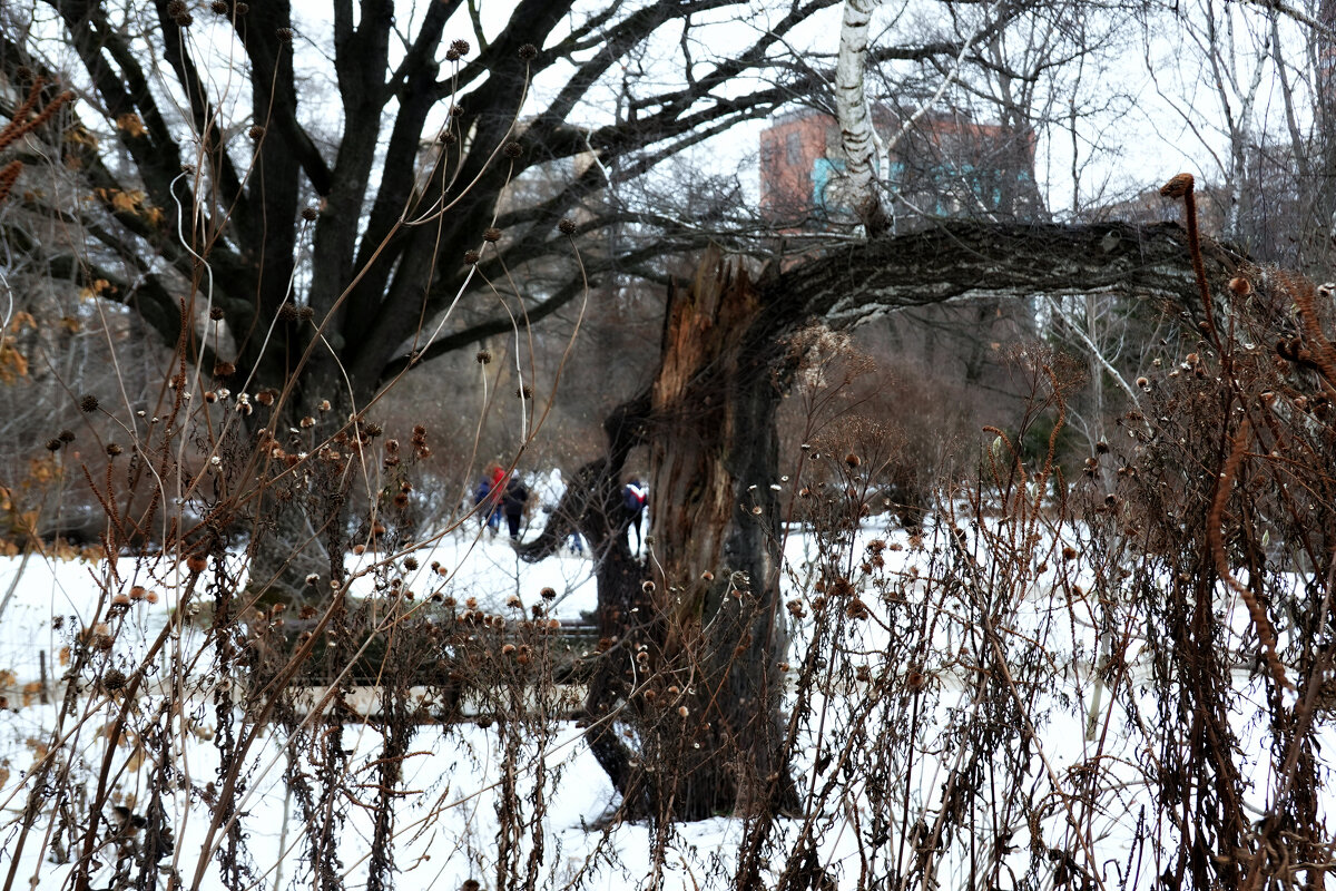 Середина февраля в Аптекарском огороде. - Татьяна Помогалова