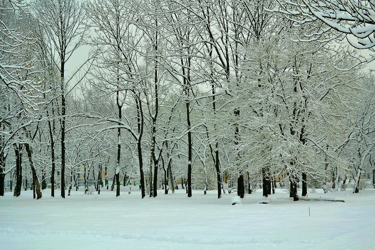 Снежное утро - Дмитрий 