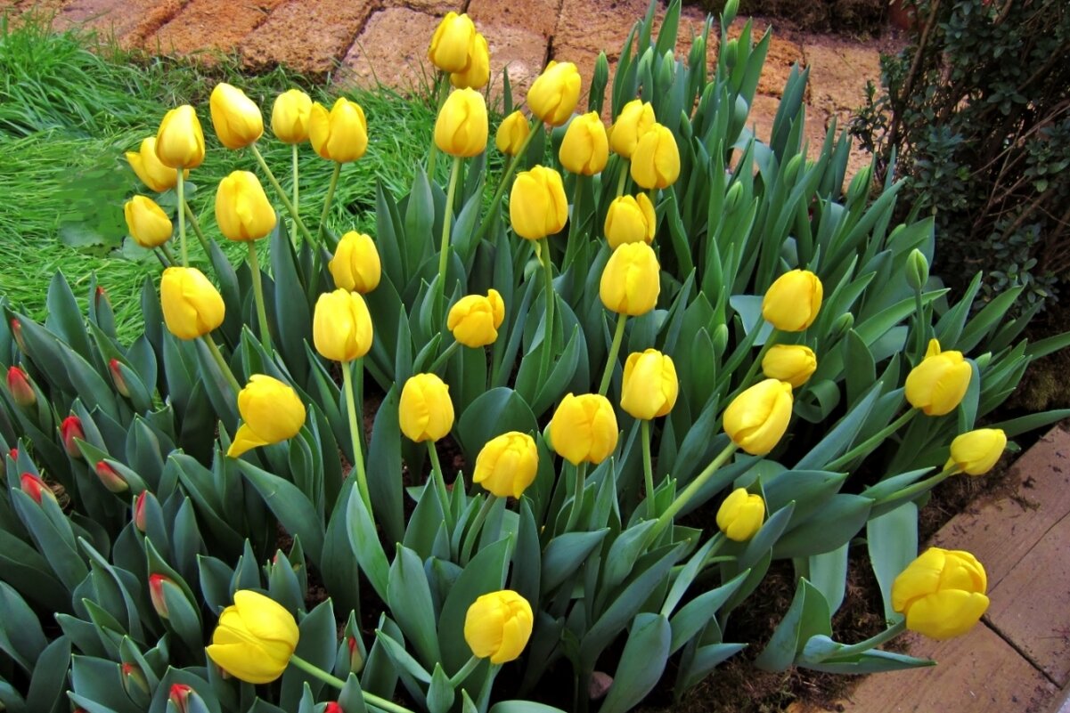 Желтые тюльпаны - Елена (ЛенаРа)