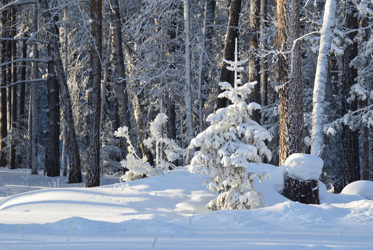 Красота зимнего леса - Татьяна Соловьева