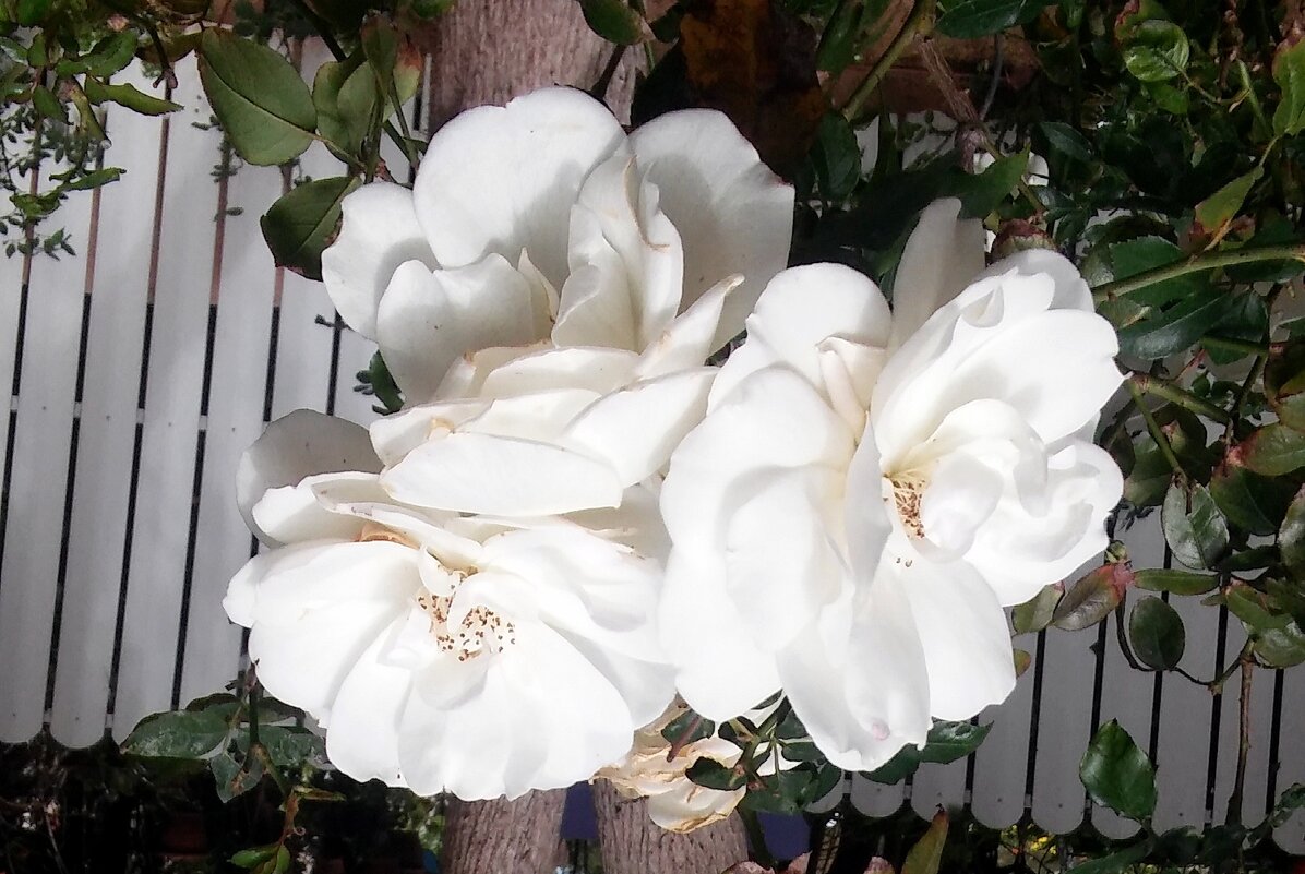 Как прекрасны белые розы! - GALINA 