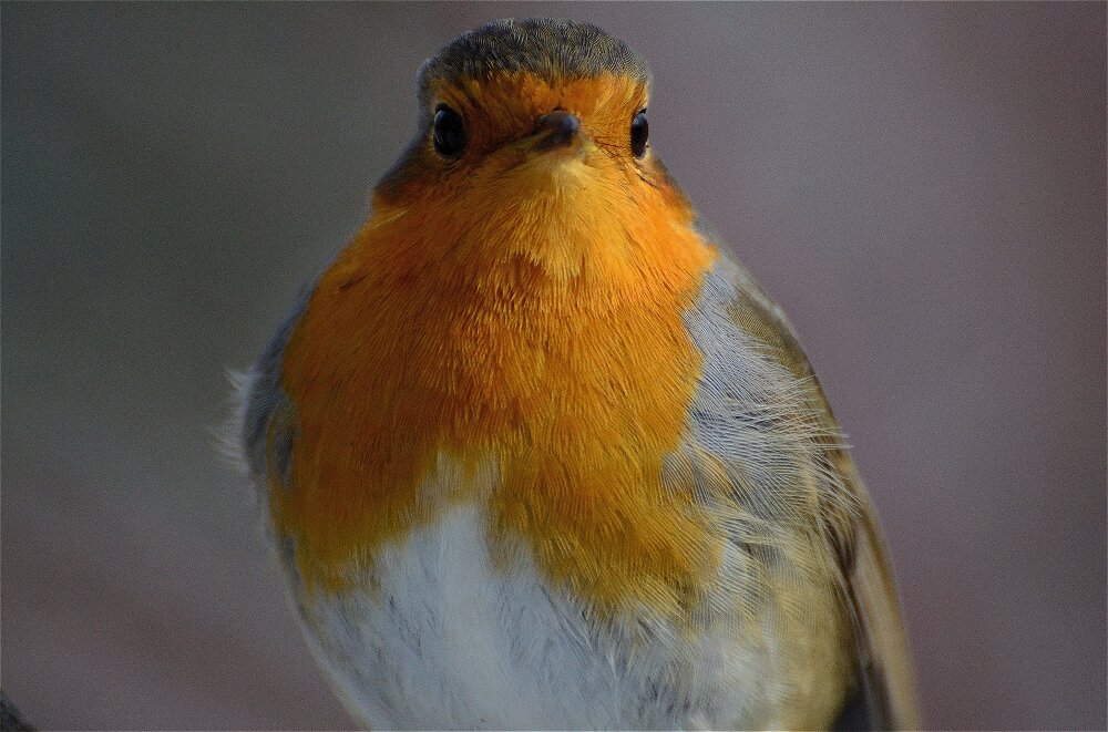 Зарянка (Erithacus rubecula) - Иван 