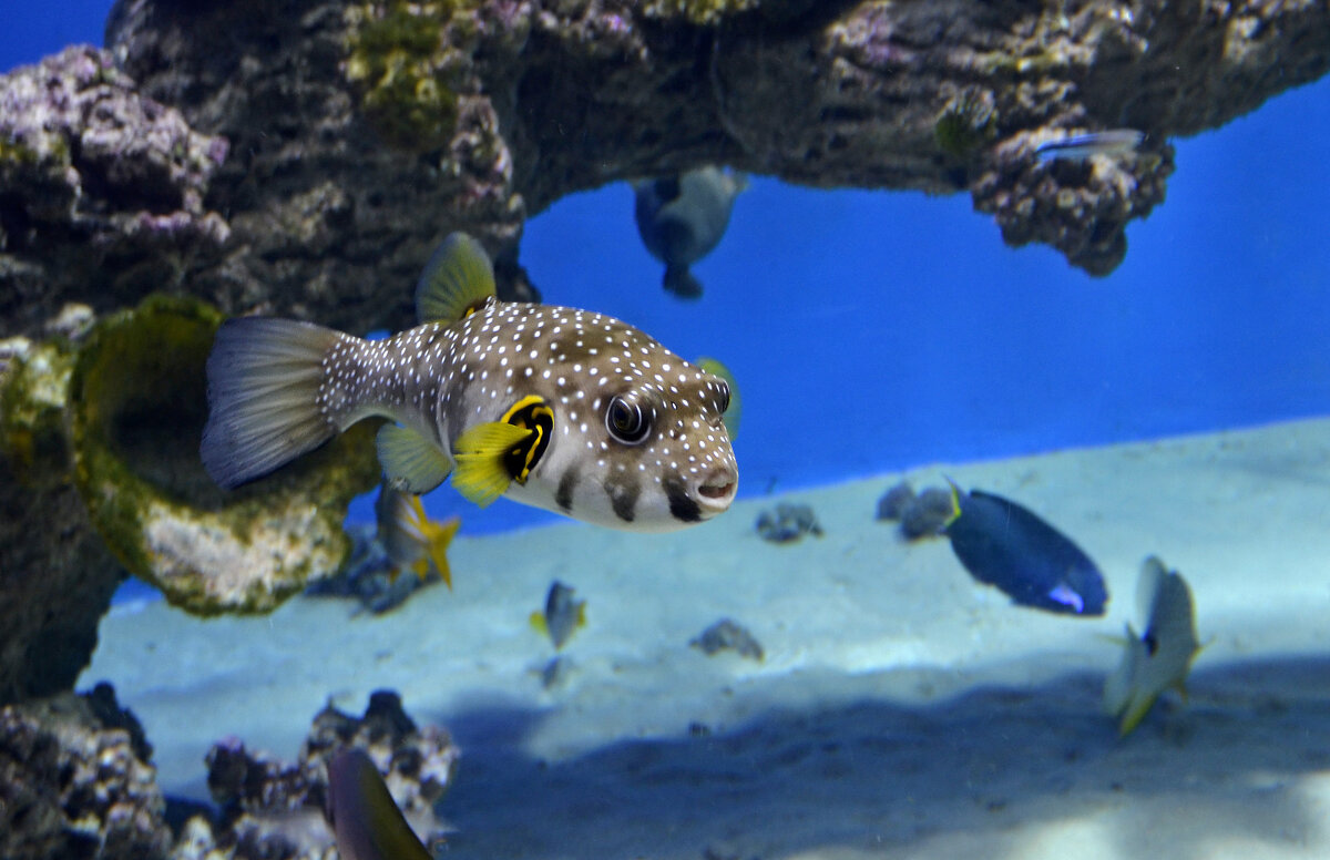 Первая красавица в аквариуме - Нина Синица
