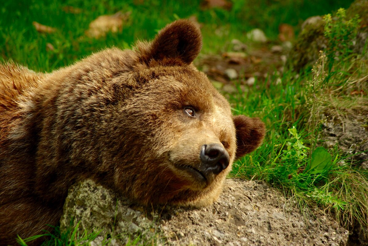 Австрийский медведь