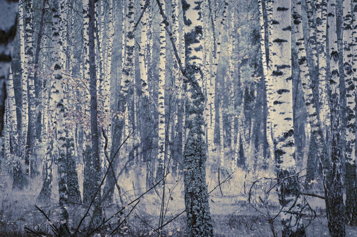 Birch abstract. - Андрий Майковский