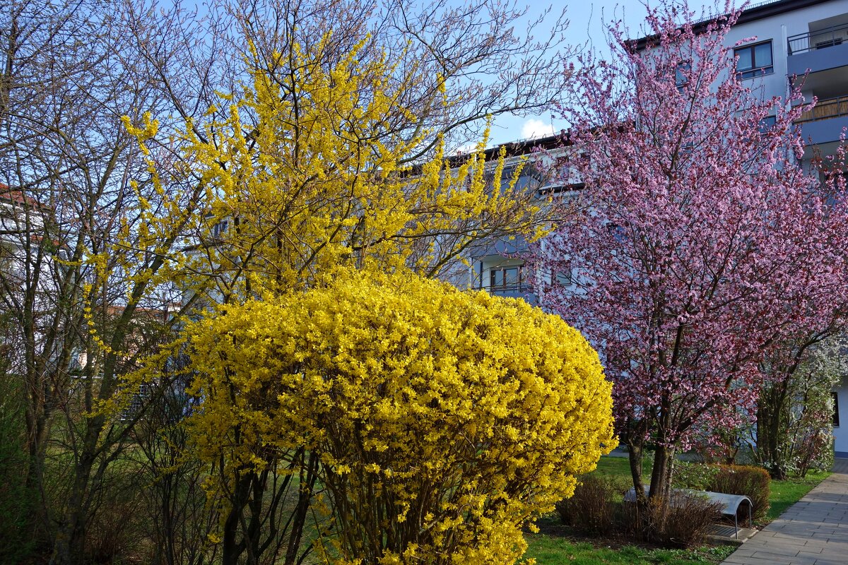 Весна в городе Аугсбург...... - Galina Dzubina
