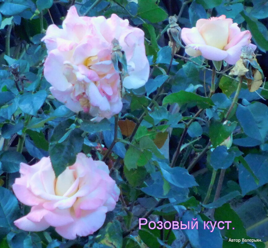 Розы чайные. - Валерьян Запорожченко
