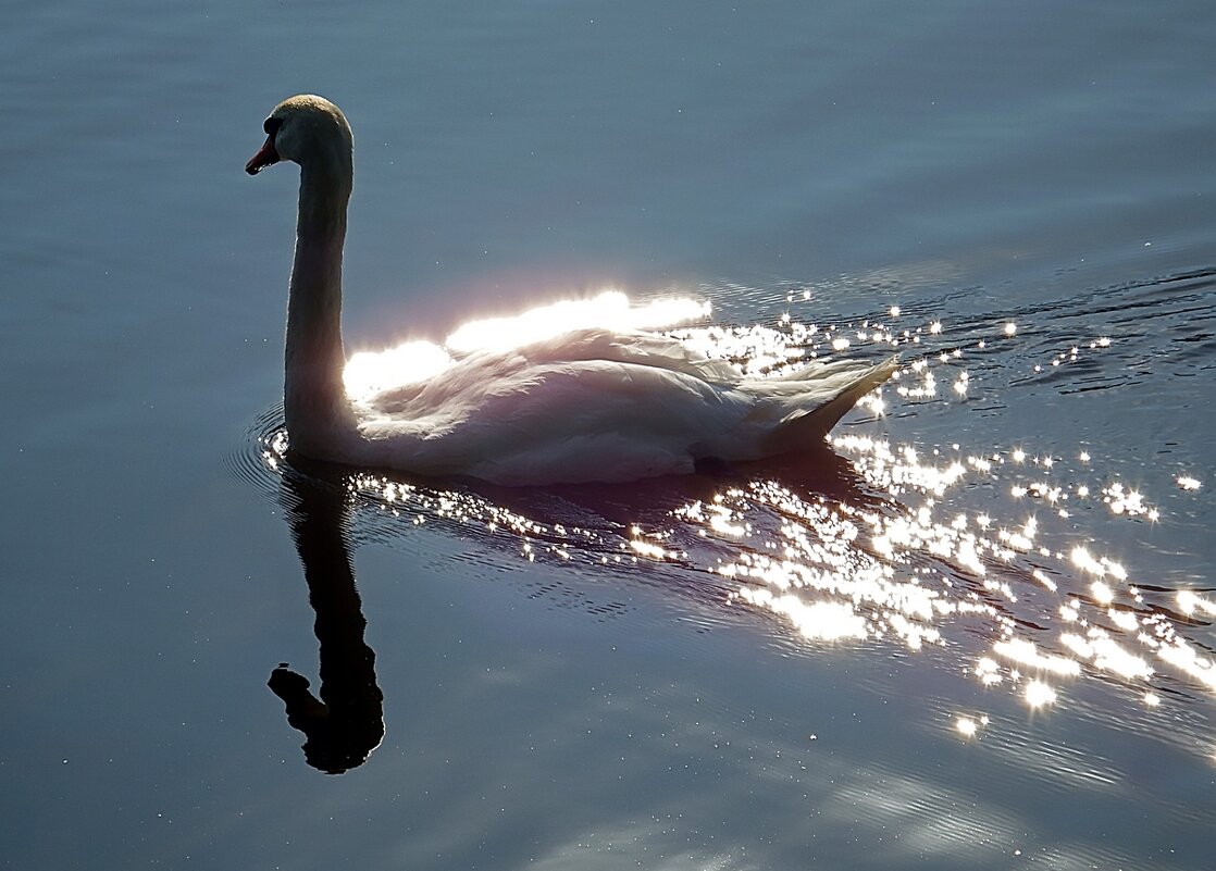 "По озеру красивый лебедь плыл..." - Ольга И