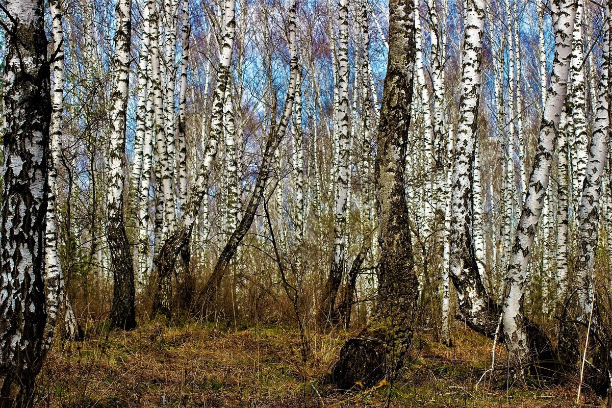 В весеннем лесу - Сергей Чиняев 