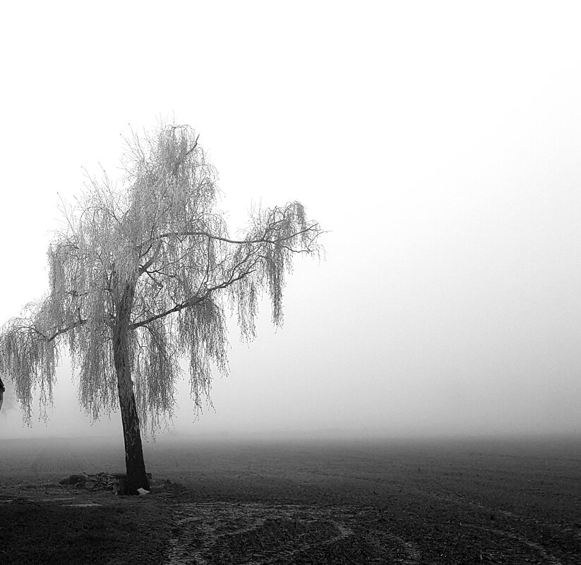 туман - Stas .