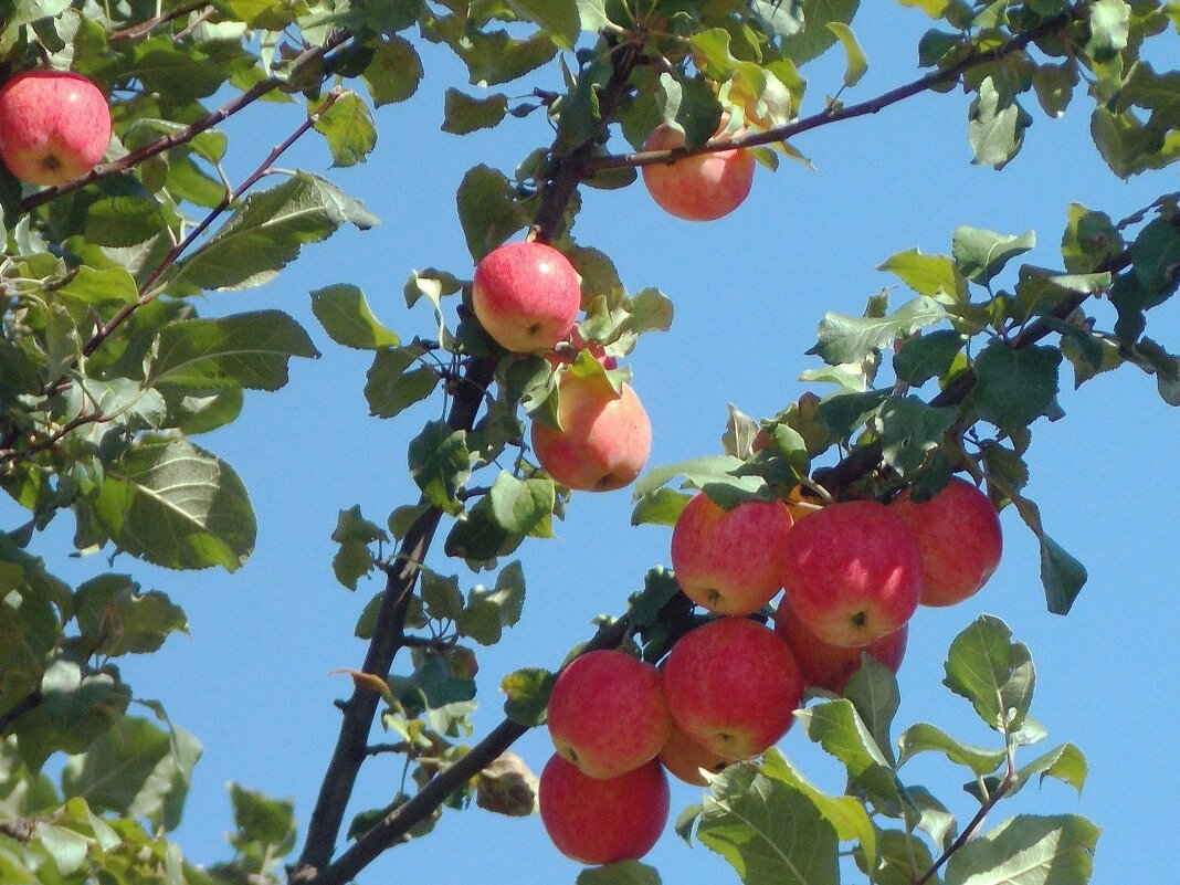 Мечтаем о яблоках - Фотогруппа Весна