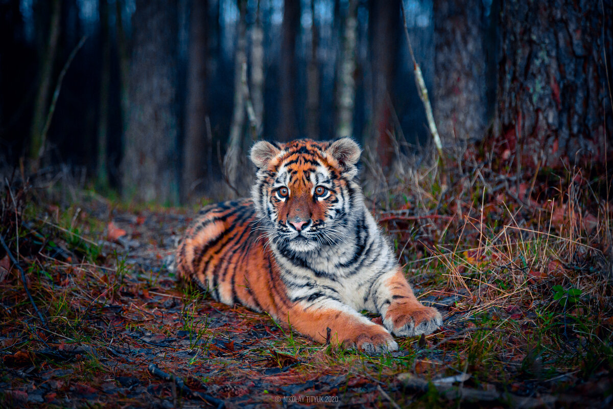 Уссурийский тигренок - Николай Т