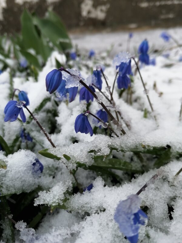 цветы под снегом - Елена К