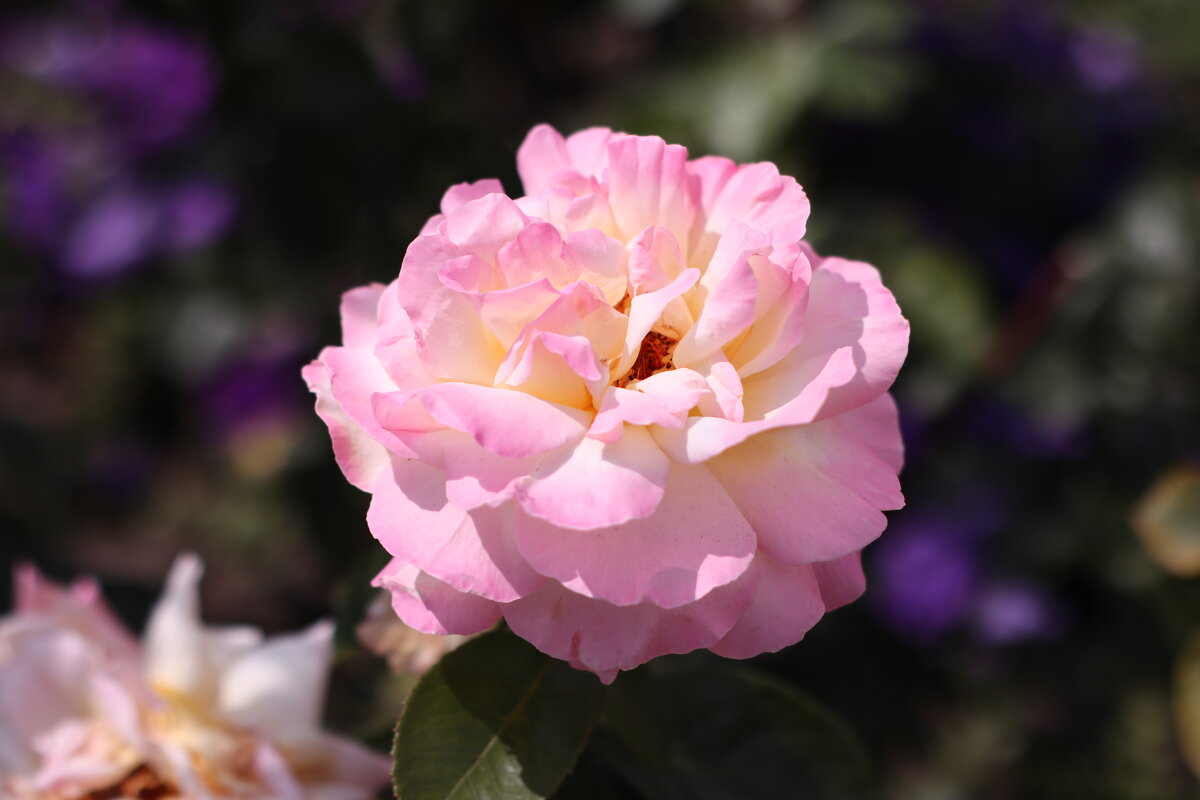 Розовая роза - Irene Irene