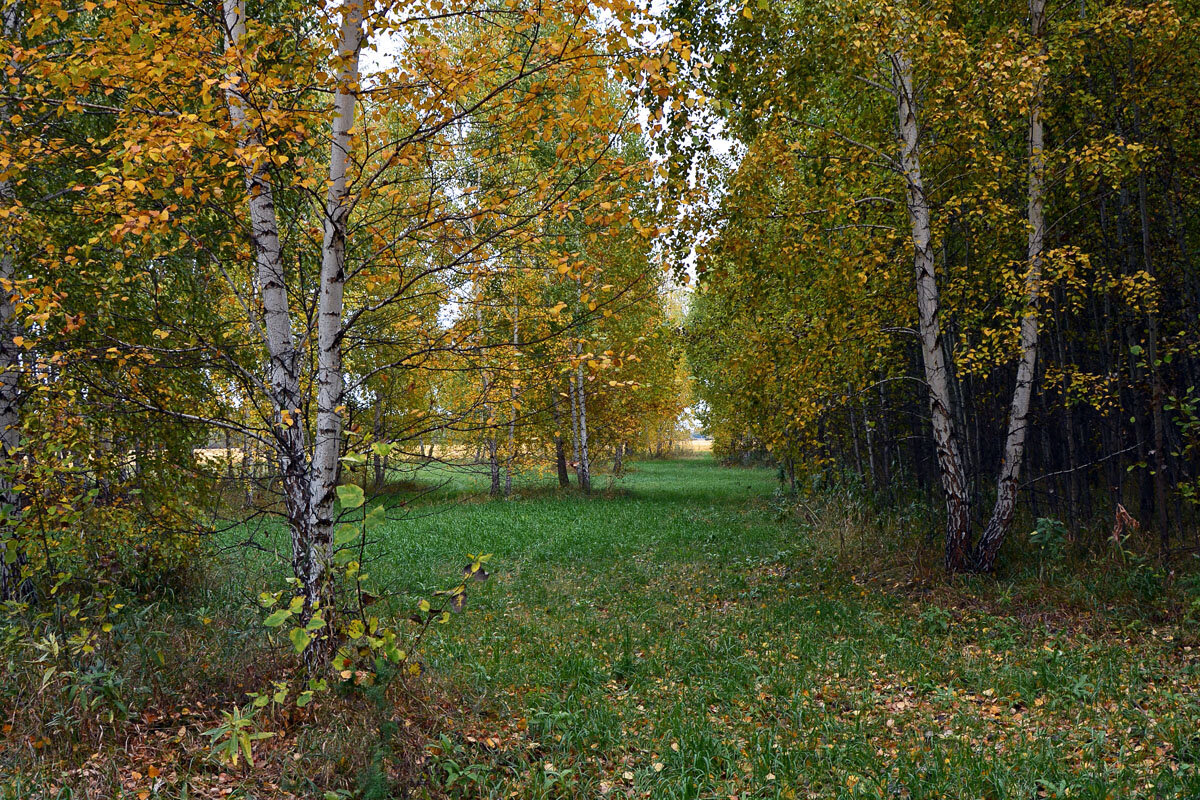 Лесные  поляны - Геннадий Супрун